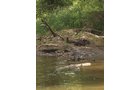 wildlife on Lake County, Indiana farmland - LAND AUCTION - 147+/- ACRES OFFERED IN 3 TRACTS IN LAKE COUNTY, INDIANA
